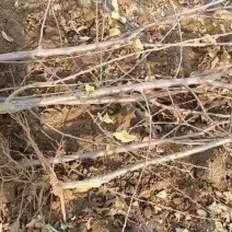 糖心苹果苗品种介绍水蜜桃苹果苗，当年栽植开花结果
