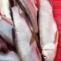 马口白鱼小嘴白鱼
