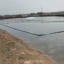鲈鱼