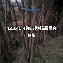 基地有几十的育苗经验。欢迎新老朋友来冾谈购买