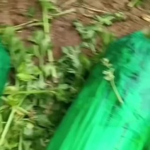 暖棚精品芹菜