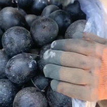 东北大冻梨有货价格不贵质量好都是冷库货