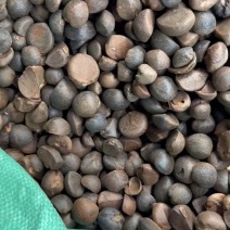 广西高油量手摘落地茶籽