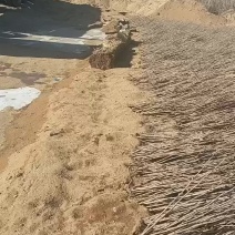 榛子苗