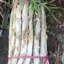 干存大葱