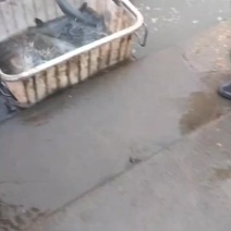 青鱼