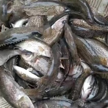 斑桂圆筒桂