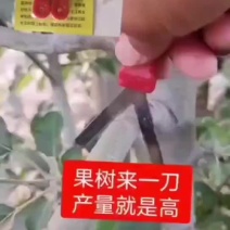 河北永德助刻芽刀齐力工具春季萌芽前刻芽环割环切果园专用