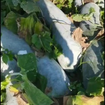 白皮地瓜