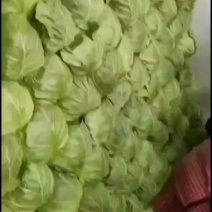 山东临沂莒牛心甘蓝产地大量上市一手货源欢迎致电