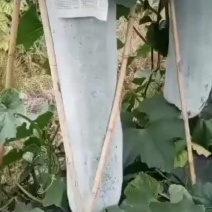 白皮吊冬瓜
