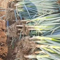 福建漳浦大葱，箱葱，毛葱，捆葱和各种规格