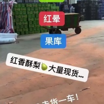 山西运城龙居一抹红晕果库红香酥梨现货供应