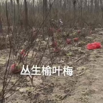 丛生榆叶梅