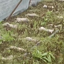 鲜羊肚菌