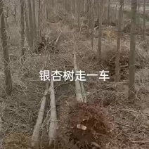 4-8cm银杏树，产地河北邢台，可视频看货，欢迎新老客户