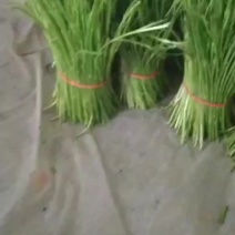 天龙芦蒿，质量保证，诚信第一