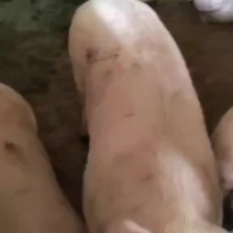 目前四川绵阳市北川小坝有35个猪卖300斤左右