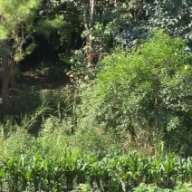 自家种植，姜柄瓜大量批发零售，大瓜小瓜都有规模大产量大