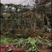 金果榄母苗