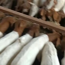 波尔山羊羊苗