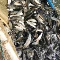 湖南本地草鱼苗