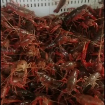 2023年小龙虾，虾苗，开始了，欢迎订购
