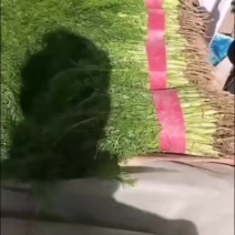 茴香苗