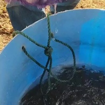 鲜活马口鱼