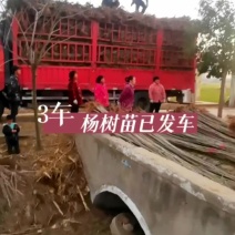 【推荐】大型杨树苗种植基地，107速生杨树苗，无絮杨树苗