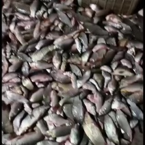 需要的抓紧联系啊私信吗