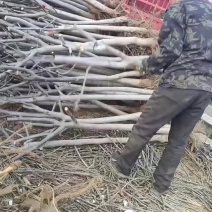 核桃树各种规格