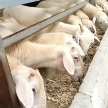 多胎多羔小尾寒羊80~110斤/头