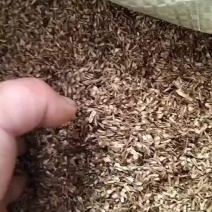 川牛膝种子