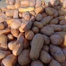 工厂南瓜全国发货有需要的老板联系，价格美丽