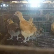 柴鸡苗一日龄出壳苗四十天到六十天脱温鸡苗疫苗齐全成活率