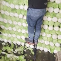 【北京3号白菜】白菜，可直接食用