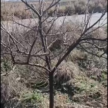 【大量】文冠果苗，基地发货，货源充足，规格齐全，欢迎来电咨询