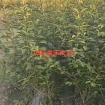金禾女贞苗丶：金禾女贞杯苗、12杯金禾女贞