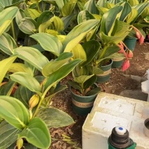 荷兰进口宝莲灯4灯到八灯基地整箱批发，现货批发