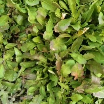野生荠菜，大量现货