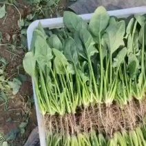 寿光基地菠菜常年供应，支持全国发货，可加工各种手工。