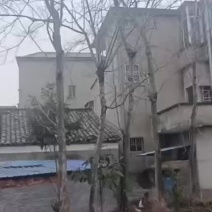 杜仲树