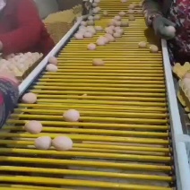 阿德老农民精品土鸡蛋初产蛋，绿壳初产蛋，白乌鸡蛋