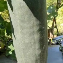 海南昌江黑皮冬瓜大量上市有需要的老板联系