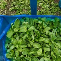 大叶茼蒿量足质量够硬非诚勿扰谢谢