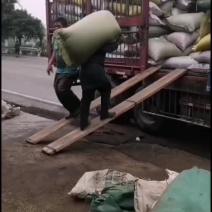 江津九叶青干花椒籽子