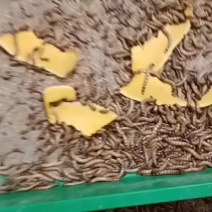 大麦虫，蛋白虫