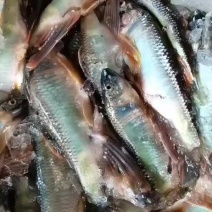 马口白鱼桃花鱼鲤鱼鲫鱼
