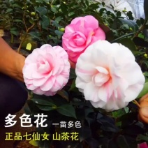 七仙女茶花自家基地培育苗地栽苗现挖保湿发货